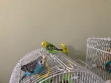 Bird sitter / Bird boarding / Pet sitter / Pet boarding - Photo 3