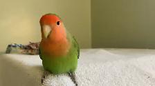 Bird sitter / Bird boarding / Pet sitter / Pet boarding - Photo 7
