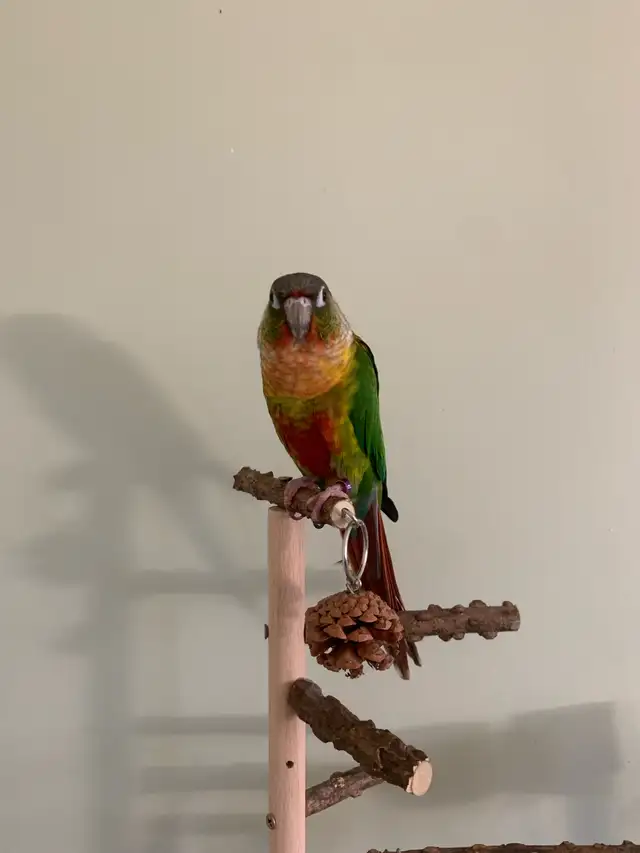 Bird sitter / Bird boarding / Pet sitter / Pet boarding