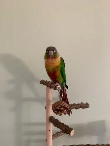 Bird sitter / Bird boarding / Pet sitter / Pet boarding