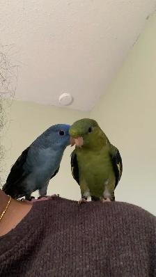 Bird sitter / Bird boarding / Pet sitter / Pet boarding - Photo 2