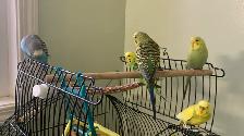 Bird sitter / Bird boarding / Pet sitter / Pet boarding - Photo 4
