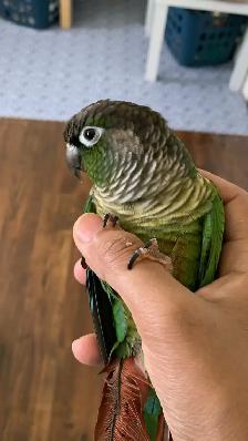 Bird sitter / Bird boarding / Pet sitter / Pet boarding - Photo 7