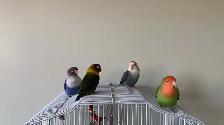 Bird sitter / Bird boarding / Pet sitter / Pet boarding - Photo 8