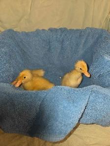 Pekin cross ducklings - Photo 2