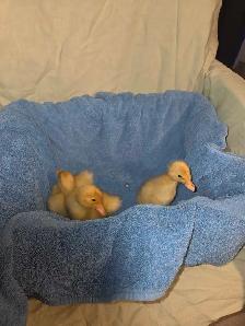 Pekin cross ducklings - Photo 3