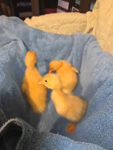 Pekin cross ducklings - Photo 4