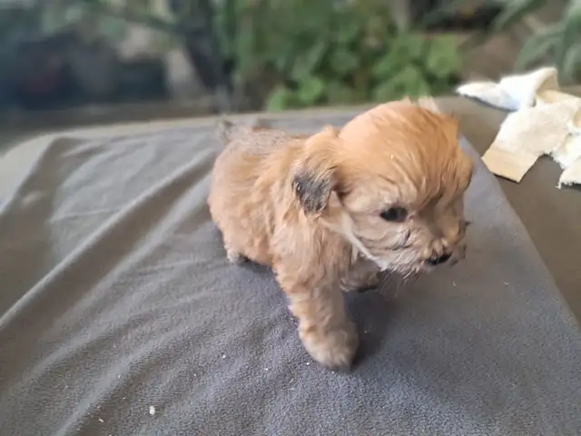 Havanese Puppies- CKC Reg.