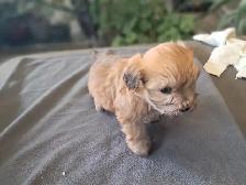 Havanese Puppies- CKC Reg.