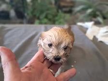 Havanese Puppies- CKC Reg. - Photo 2