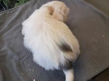Havanese Puppies- CKC Reg. - Photo 3