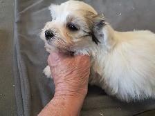 Havanese Puppies- CKC Reg. - Photo 4