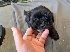 Havanese Puppies- CKC Reg. - Photo 5