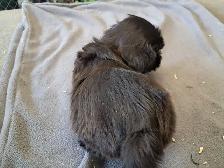 Havanese Puppies- CKC Reg. - Photo 6