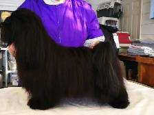 Havanese Puppies- CKC Reg. - Photo 8