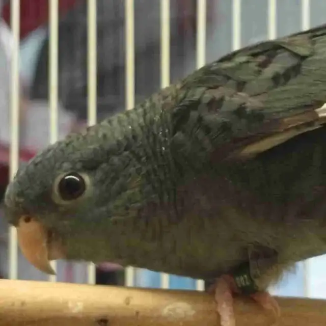 lineolated parakeet