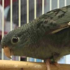 lineolated parakeet