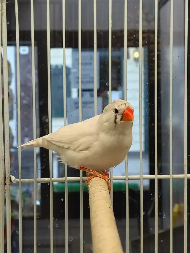 white black chick zebra finches