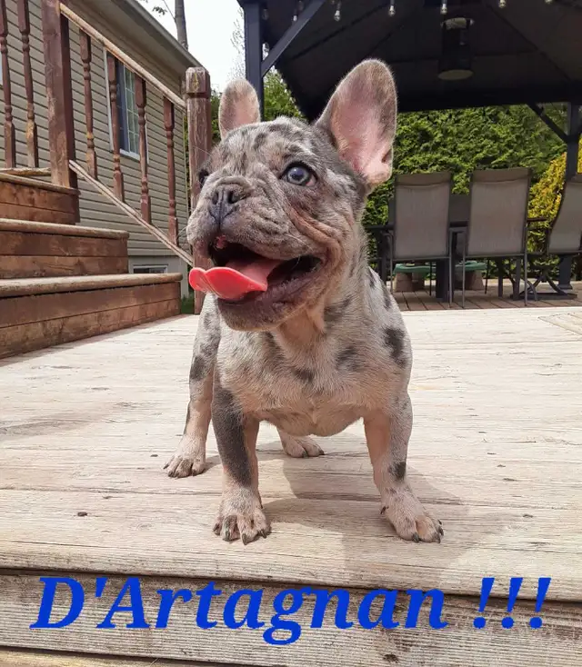 French bulldog puppies / Bouledogue français !