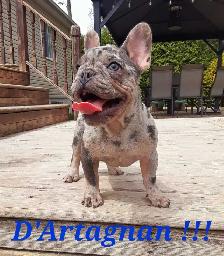 French bulldog puppies / Bouledogue français !