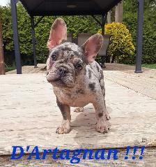 French bulldog puppies / Bouledogue français ! - Photo 2