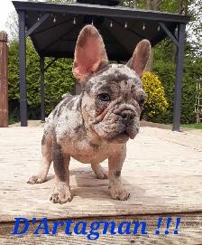 French bulldog puppies / Bouledogue français ! - Photo 3