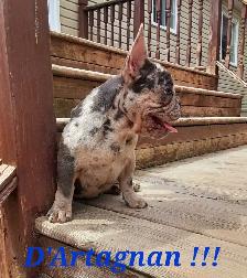 French bulldog puppies / Bouledogue français ! - Photo 4
