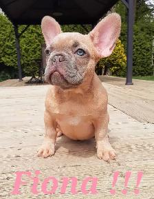 French bulldog puppies / Bouledogue français ! - Photo 5