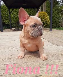 French bulldog puppies / Bouledogue français ! - Photo 6