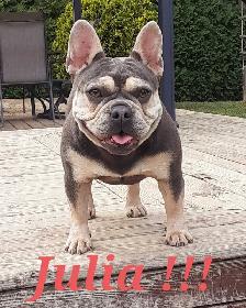 French bulldog puppies / Bouledogue français ! - Photo 7