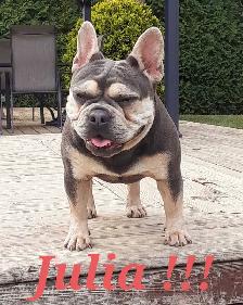 French bulldog puppies / Bouledogue français ! - Photo 8