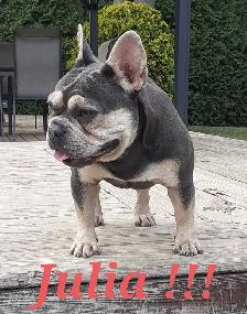 French bulldog puppies / Bouledogue français ! - Photo 9