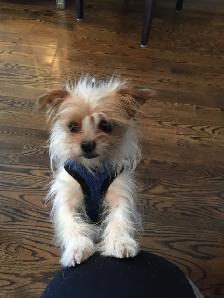 Private Pet Sitter - Photo 2