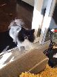 Private Pet Sitter - Photo 3