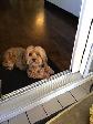 Private Pet Sitter - Photo 4