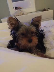 Private Pet Sitter - Photo 5