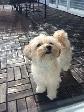 Private Pet Sitter - Photo 6