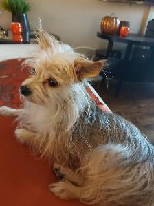 Private Pet Sitter - Photo 7
