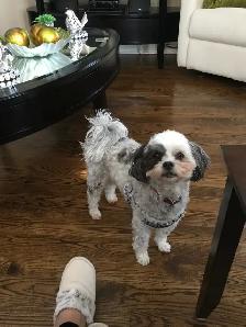 Private Pet Sitter - Photo 8