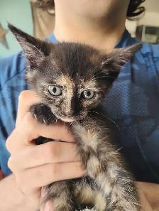 12 week old kittens - Photo 3