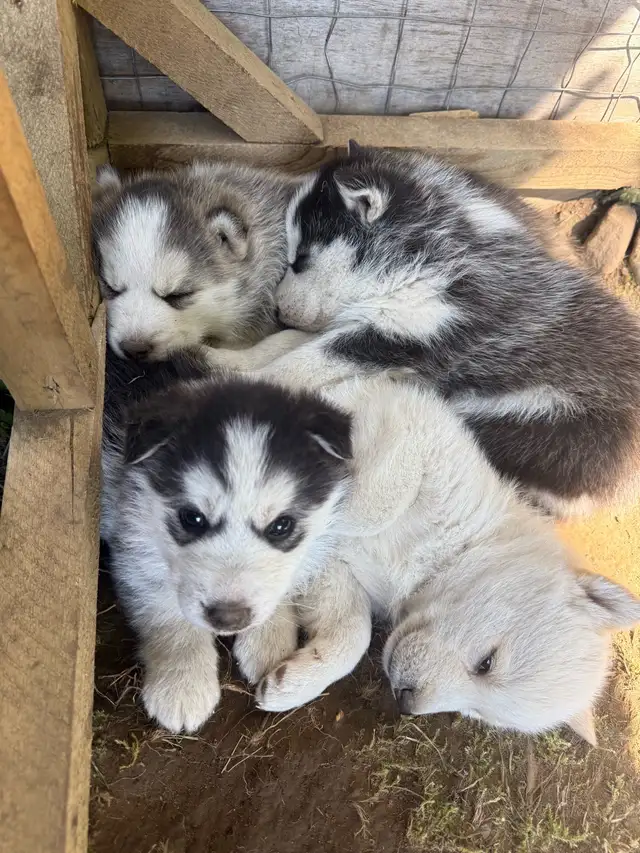 Husky Puppies for Rehoming