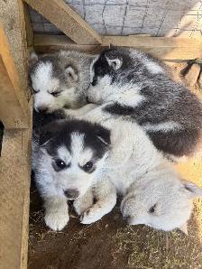 Husky Puppies for Rehoming