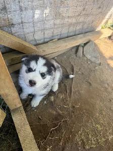 Husky Puppies for Rehoming - Photo 2