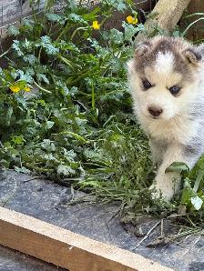 Husky Puppies for Rehoming - Photo 3