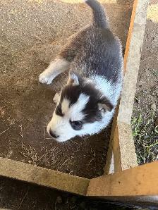 Husky Puppies for Rehoming - Photo 4