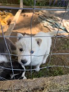 Husky Puppies for Rehoming - Photo 5