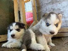 Husky Puppies for Rehoming - Photo 6
