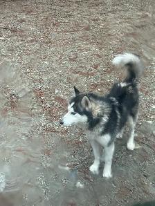 Husky Puppies for Rehoming - Photo 7