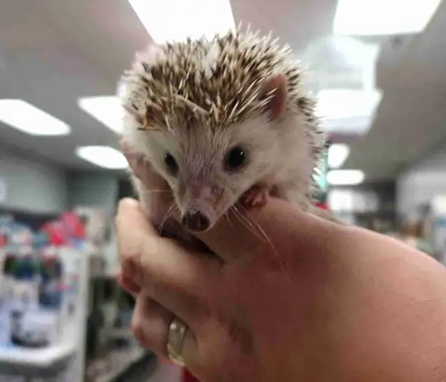 baby hedgehogs
