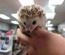 baby hedgehogs